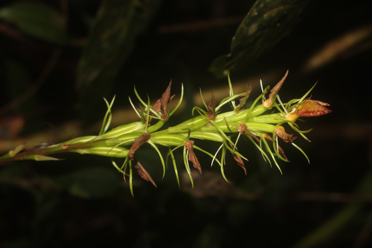 Cryptostylis arachnites (Blume) Hassk.