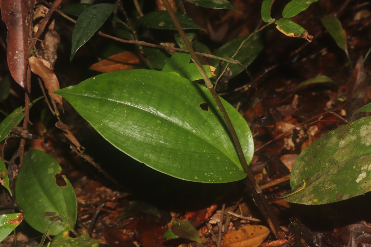 Cryptostylis arachnites (Blume) Hassk.