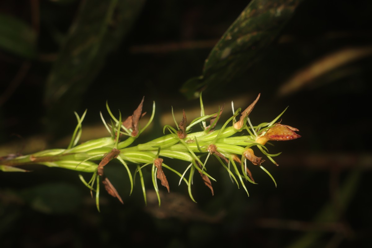 Cryptostylis arachnites (Blume) Hassk.