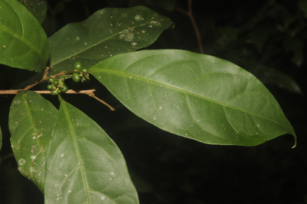 Allophylus zeylanicus L.