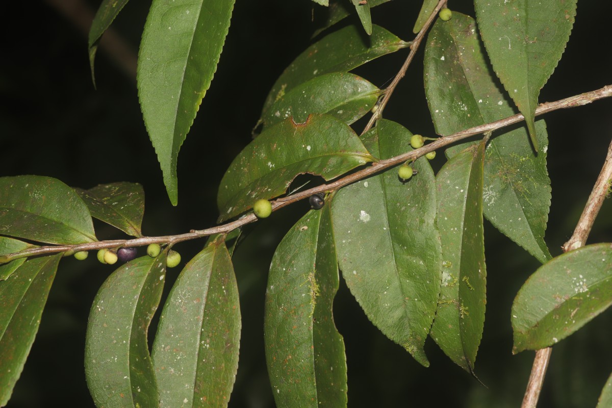 Eurya acuminata DC.