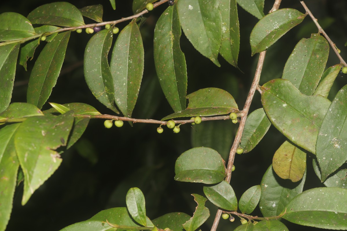 Eurya acuminata DC.