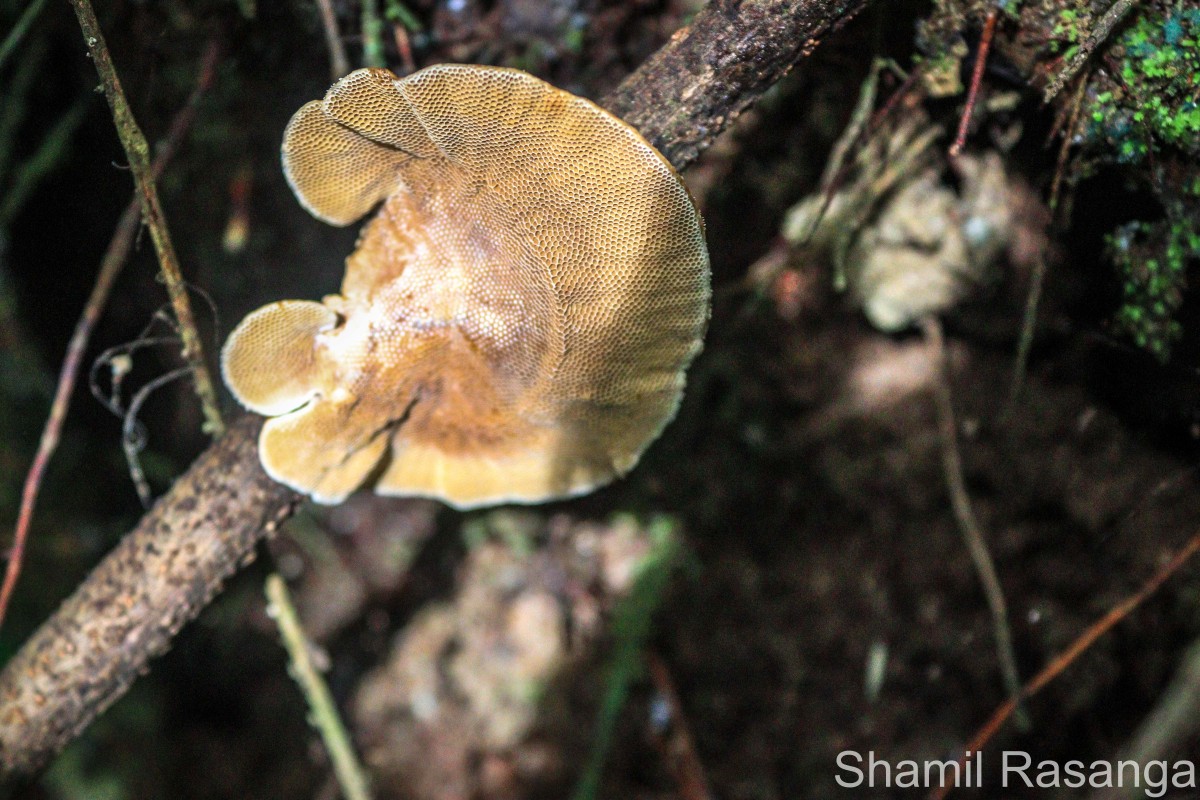 Hexagonia tenuis (Hook.) Fr. 1838