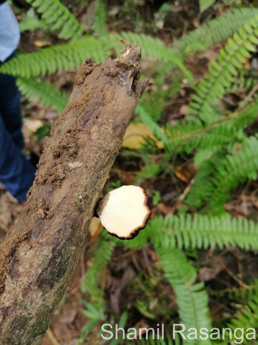 Ganoderma carnosum Pat. 1889