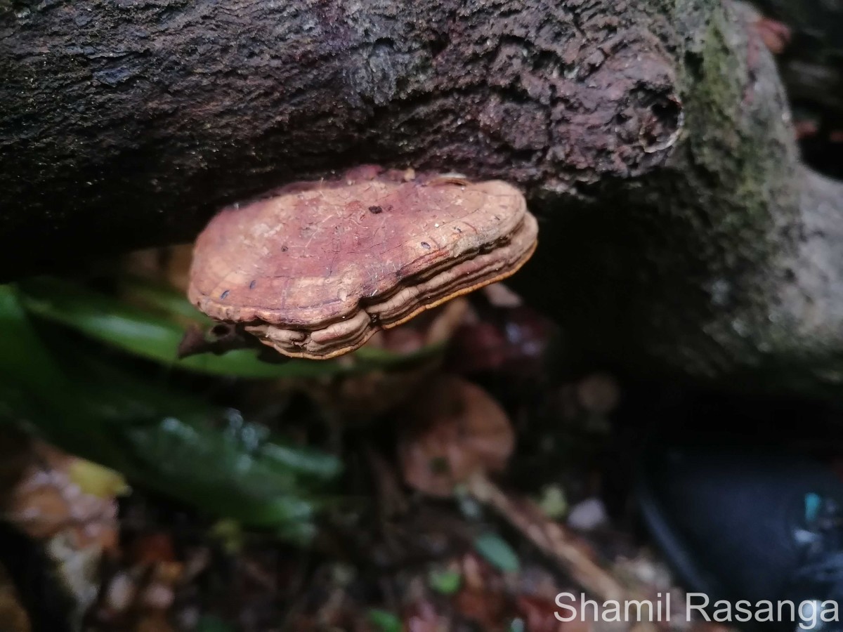 Ganoderma applanatum (Pers.) Pat. 1887