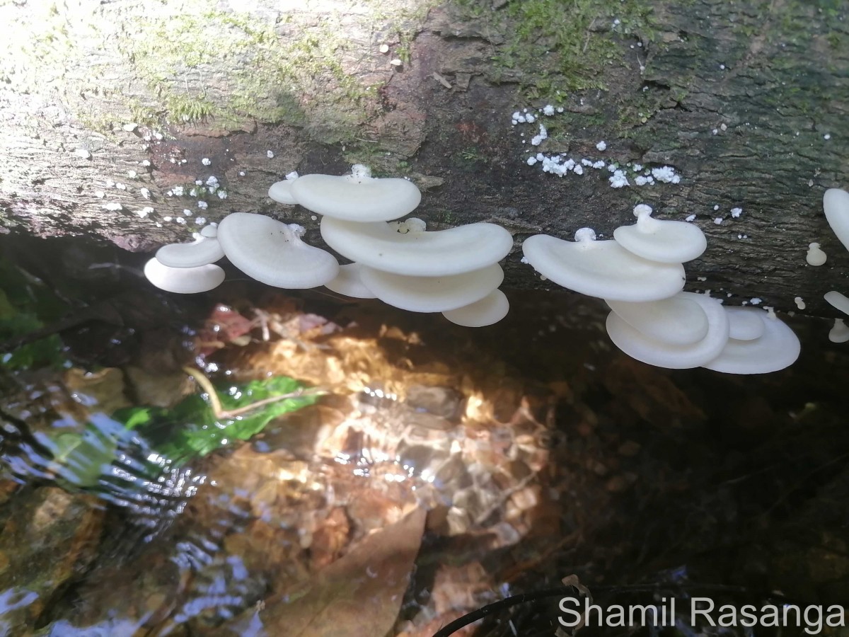 Pleurotus sp1