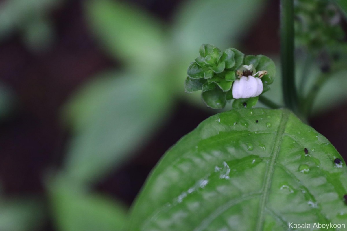 Justicia capitata (T.Anderson ex Hook.f.) L.H.Cramer