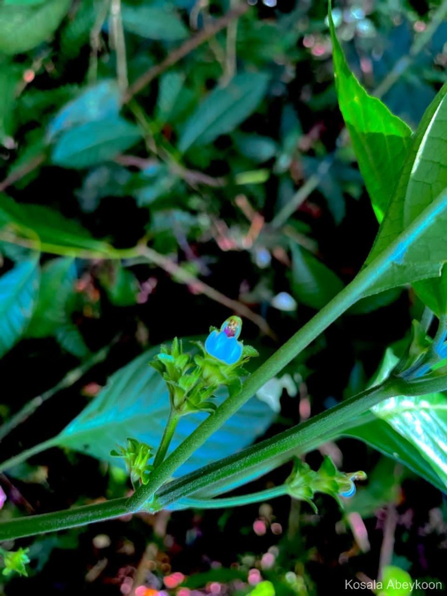 Justicia capitata (T.Anderson ex Hook.f.) L.H.Cramer