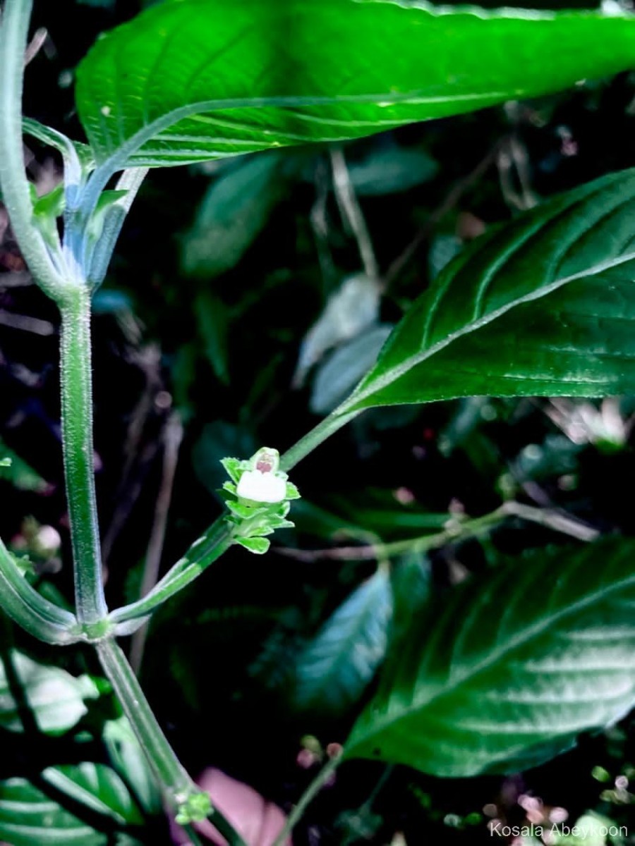 Justicia capitata (T.Anderson ex Hook.f.) L.H.Cramer