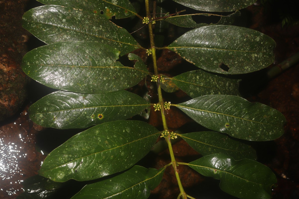 Urophyllum ellipticum (Wight) Thwaites