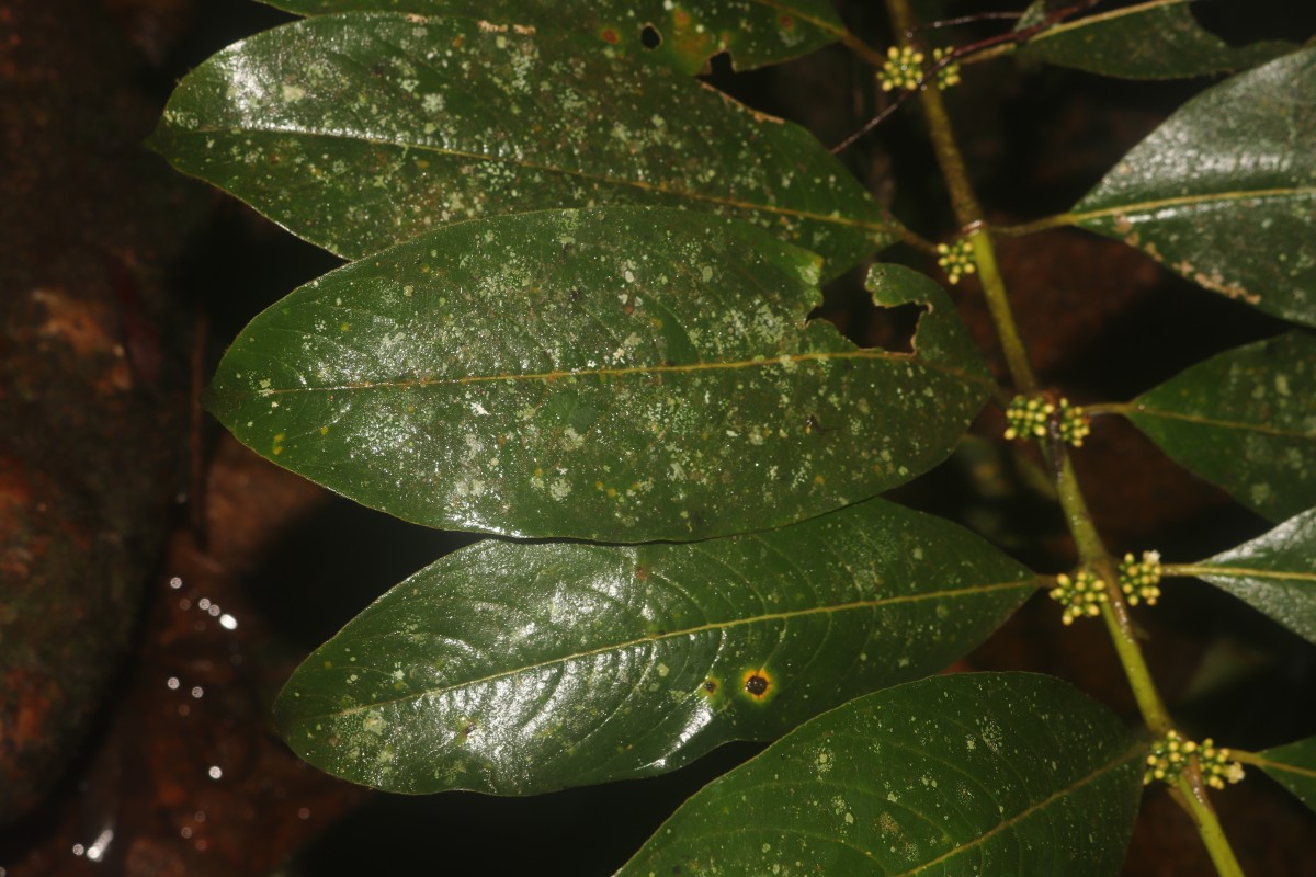 Urophyllum ellipticum (Wight) Thwaites