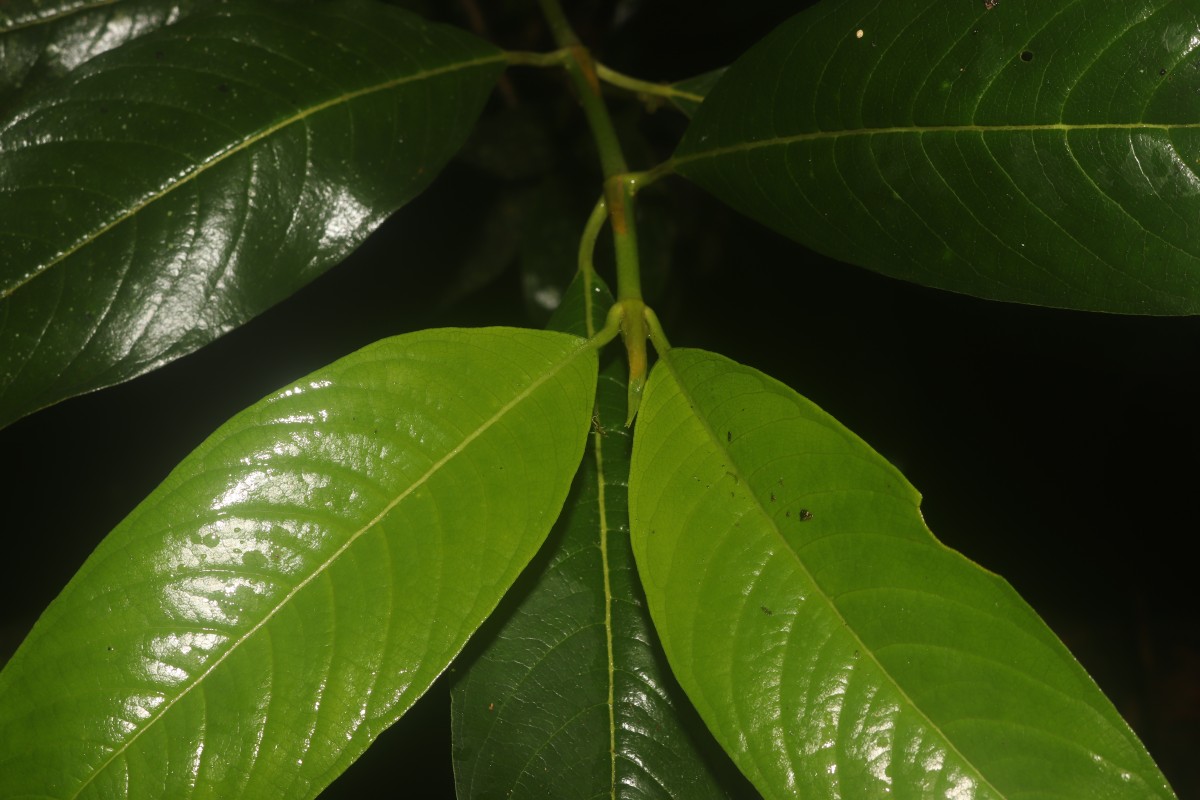 Urophyllum ellipticum (Wight) Thwaites