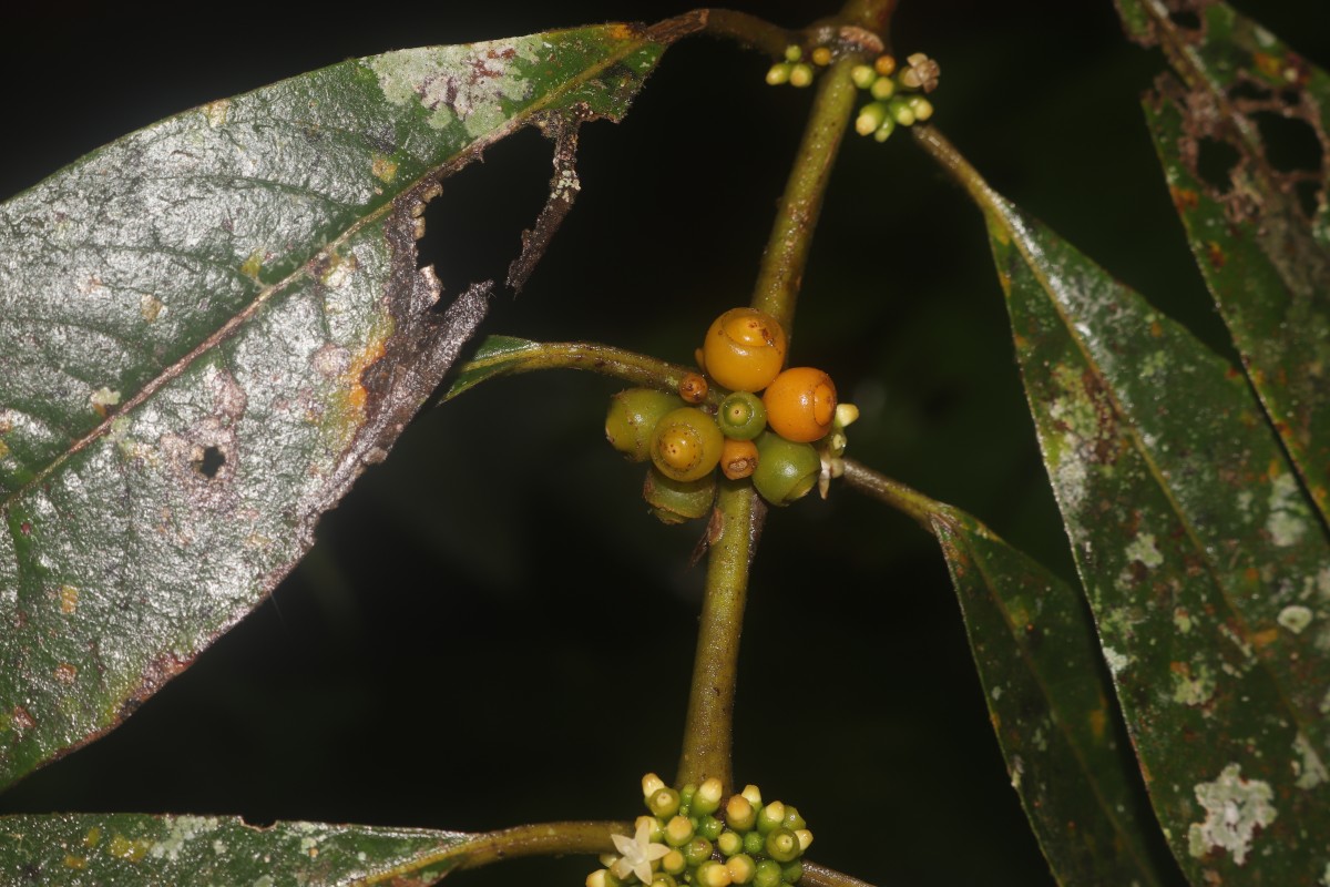 Urophyllum ellipticum (Wight) Thwaites