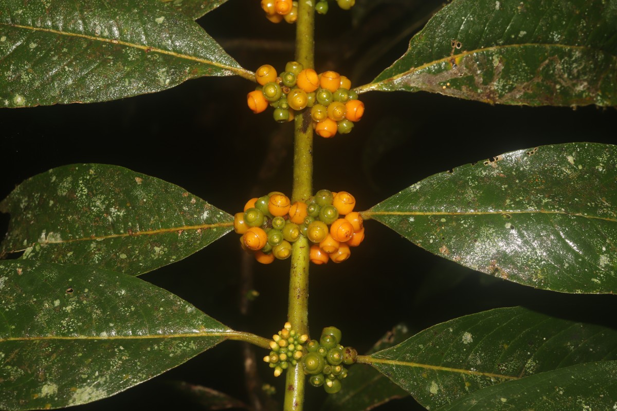 Urophyllum ellipticum (Wight) Thwaites
