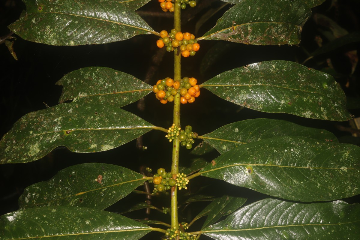 Urophyllum ellipticum (Wight) Thwaites
