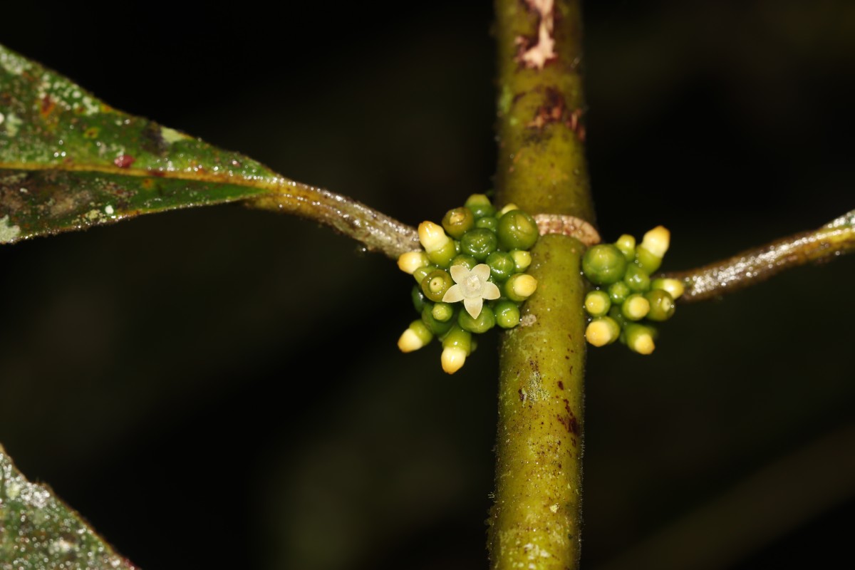 Urophyllum ellipticum (Wight) Thwaites