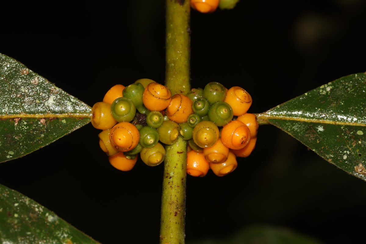Urophyllum ellipticum (Wight) Thwaites