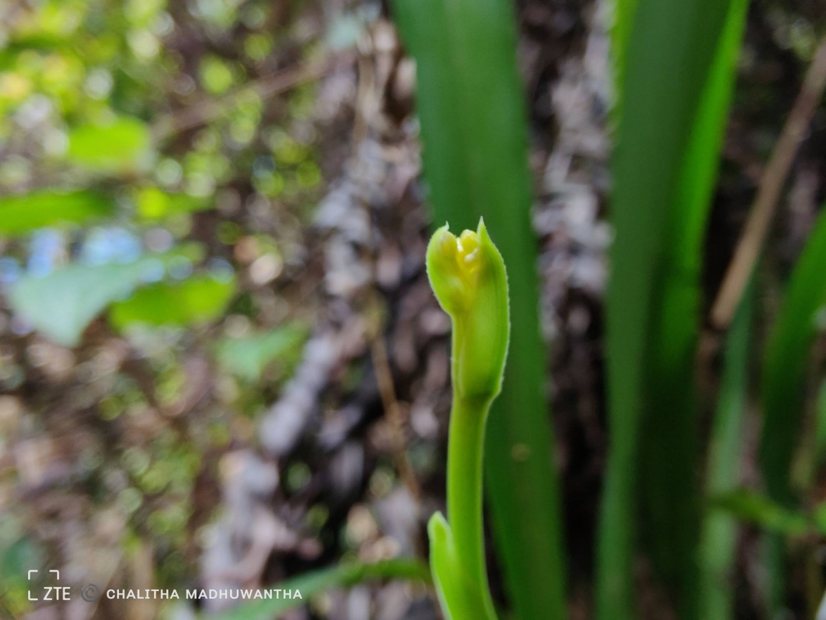 Cymbidium haematodes Lindl
