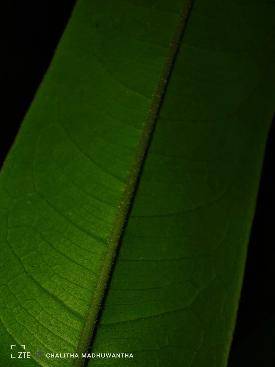 Cotylelobium scabriusculum (Thwaites) Brandis