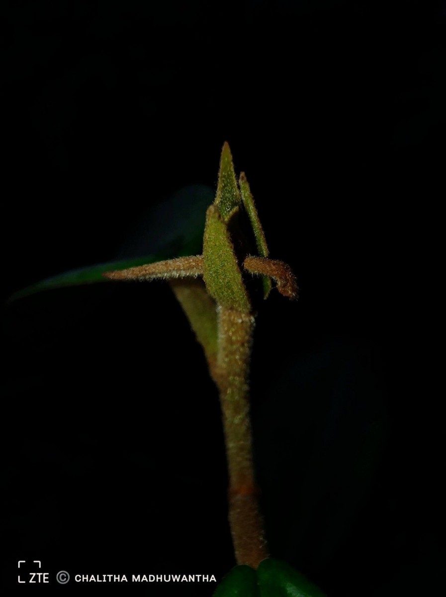 Cotylelobium scabriusculum (Thwaites) Brandis