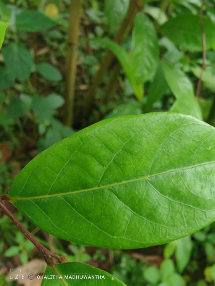 Cleistanthus ferrugineus (Thwaites) Müll.Arg.