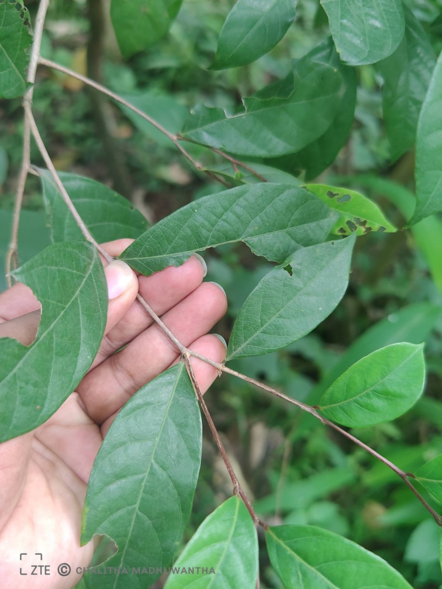 Cleistanthus ferrugineus (Thwaites) Müll.Arg.