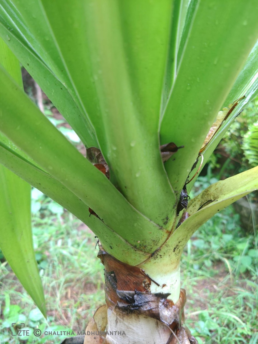 Crinum asiaticum L.