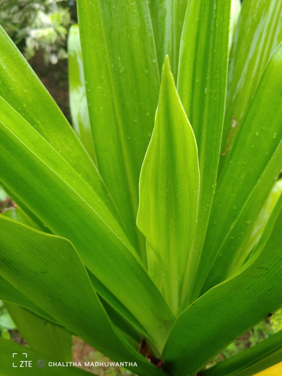 Crinum asiaticum L.