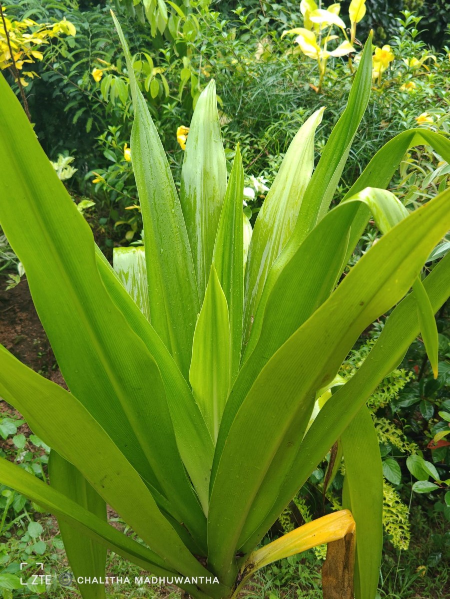 Crinum asiaticum L.