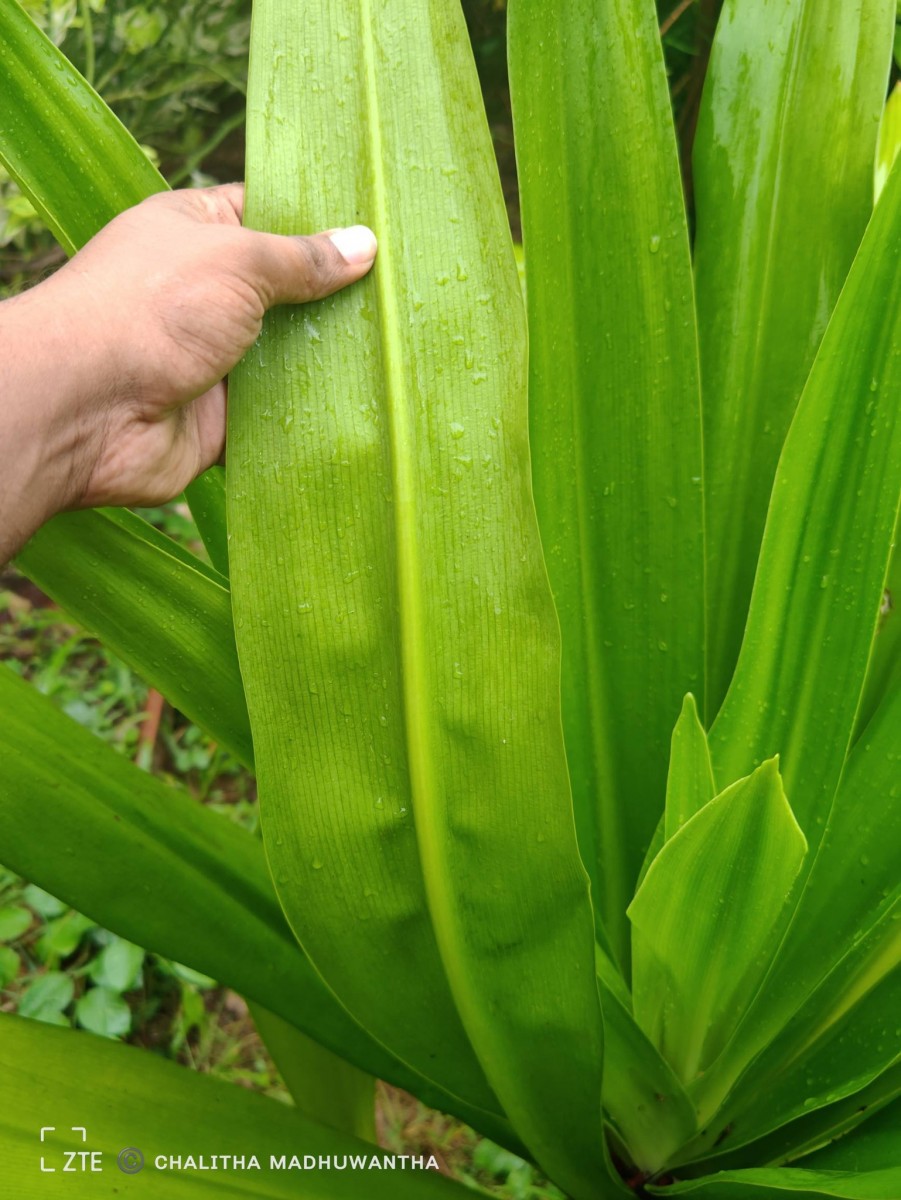 Crinum asiaticum L.
