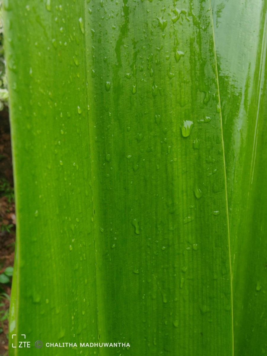 Crinum asiaticum L.