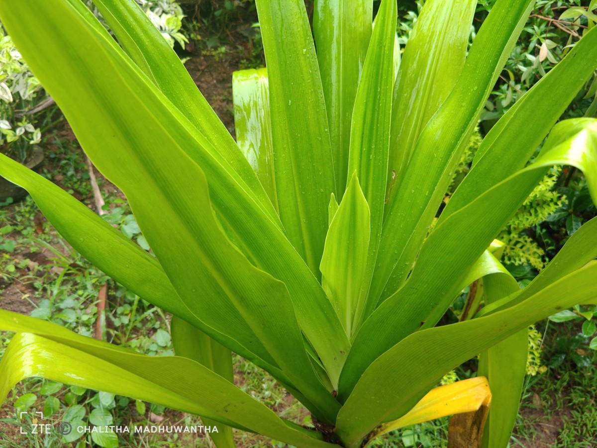 Crinum asiaticum L.