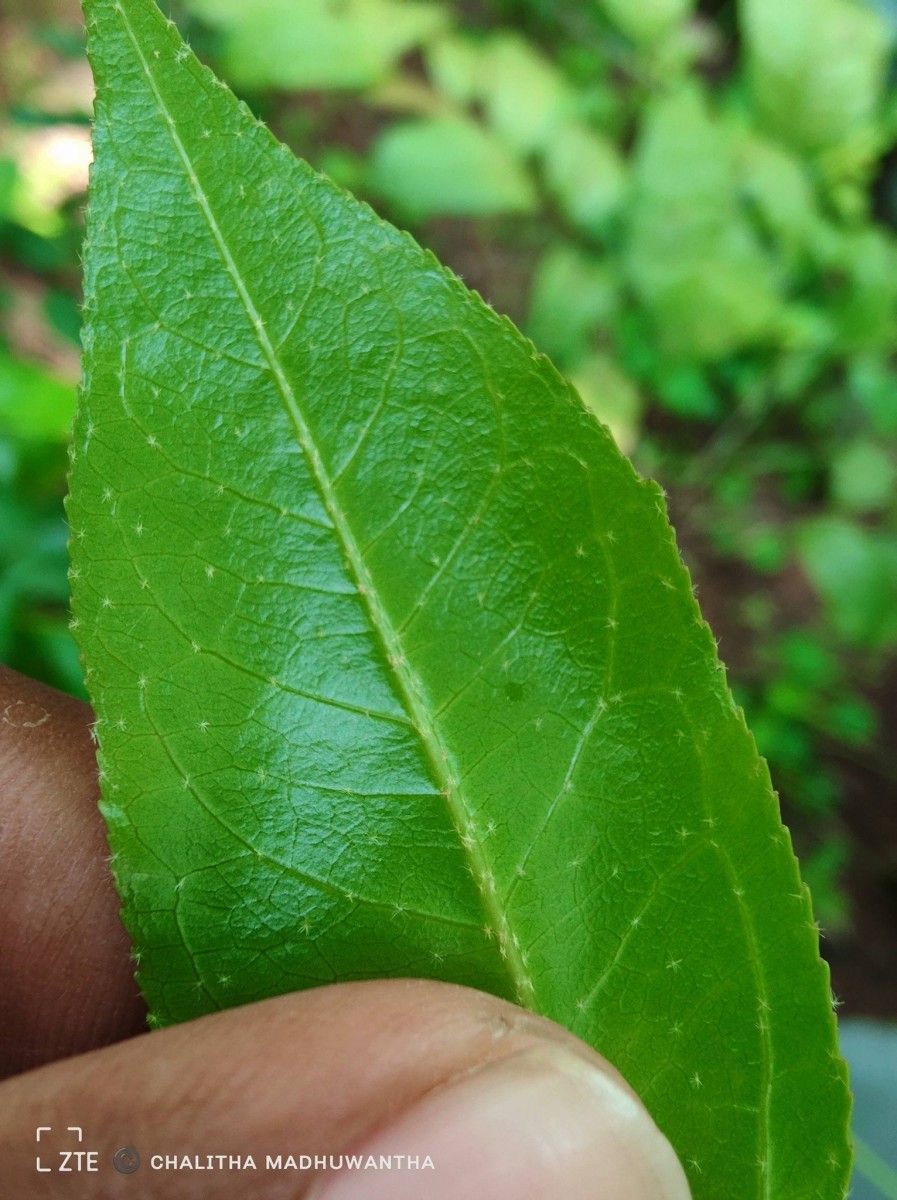 Croton klotzschianus (Wight) Thwaites