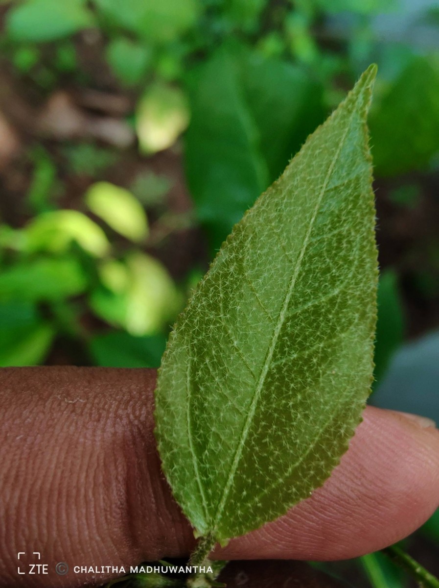Croton klotzschianus (Wight) Thwaites