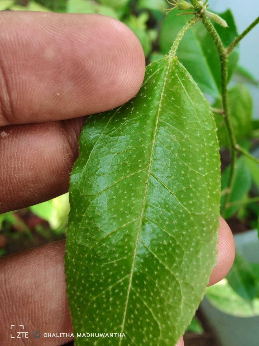 Croton klotzschianus (Wight) Thwaites