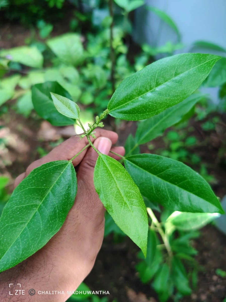 Croton klotzschianus (Wight) Thwaites