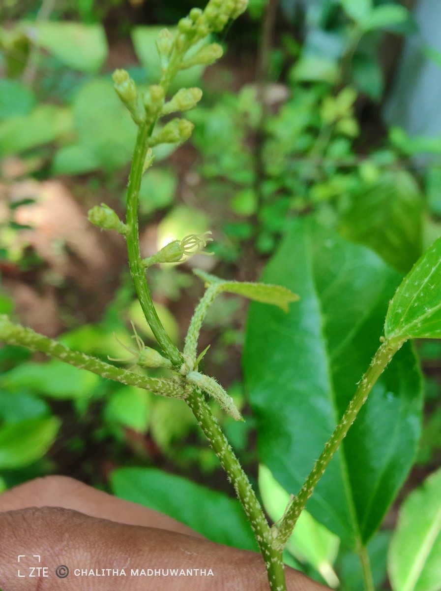 Croton klotzschianus (Wight) Thwaites