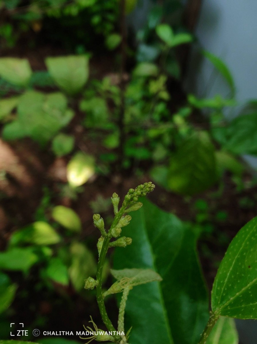 Croton klotzschianus (Wight) Thwaites