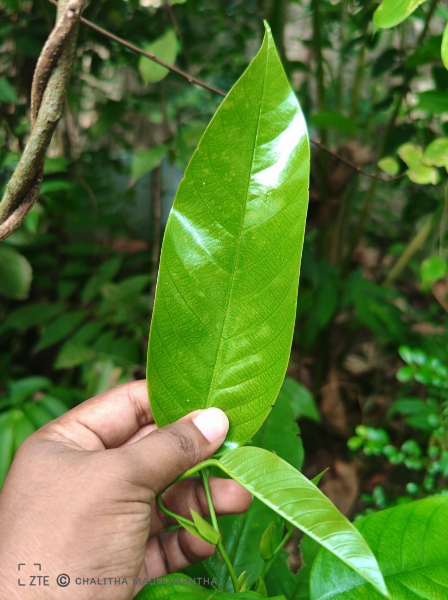Anthoshorea hulanidda (Kosterm.) P.S.Ashton & J.Heck. Kosterm.