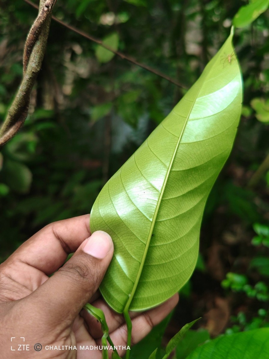 Anthoshorea hulanidda (Kosterm.) P.S.Ashton & J.Heck. Kosterm.
