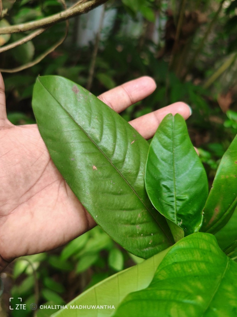 Anthoshorea hulanidda (Kosterm.) P.S.Ashton & J.Heck. Kosterm.