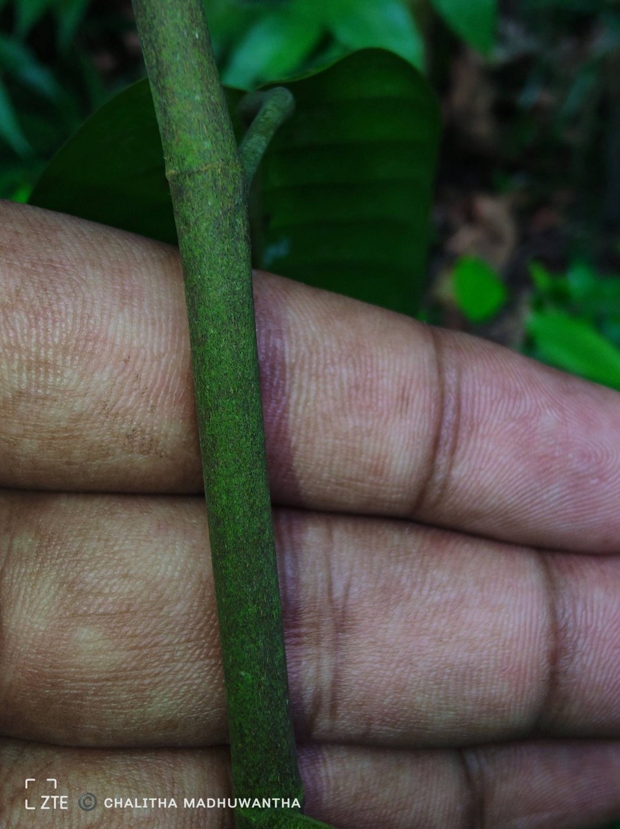 Anthoshorea hulanidda (Kosterm.) P.S.Ashton & J.Heck. Kosterm.
