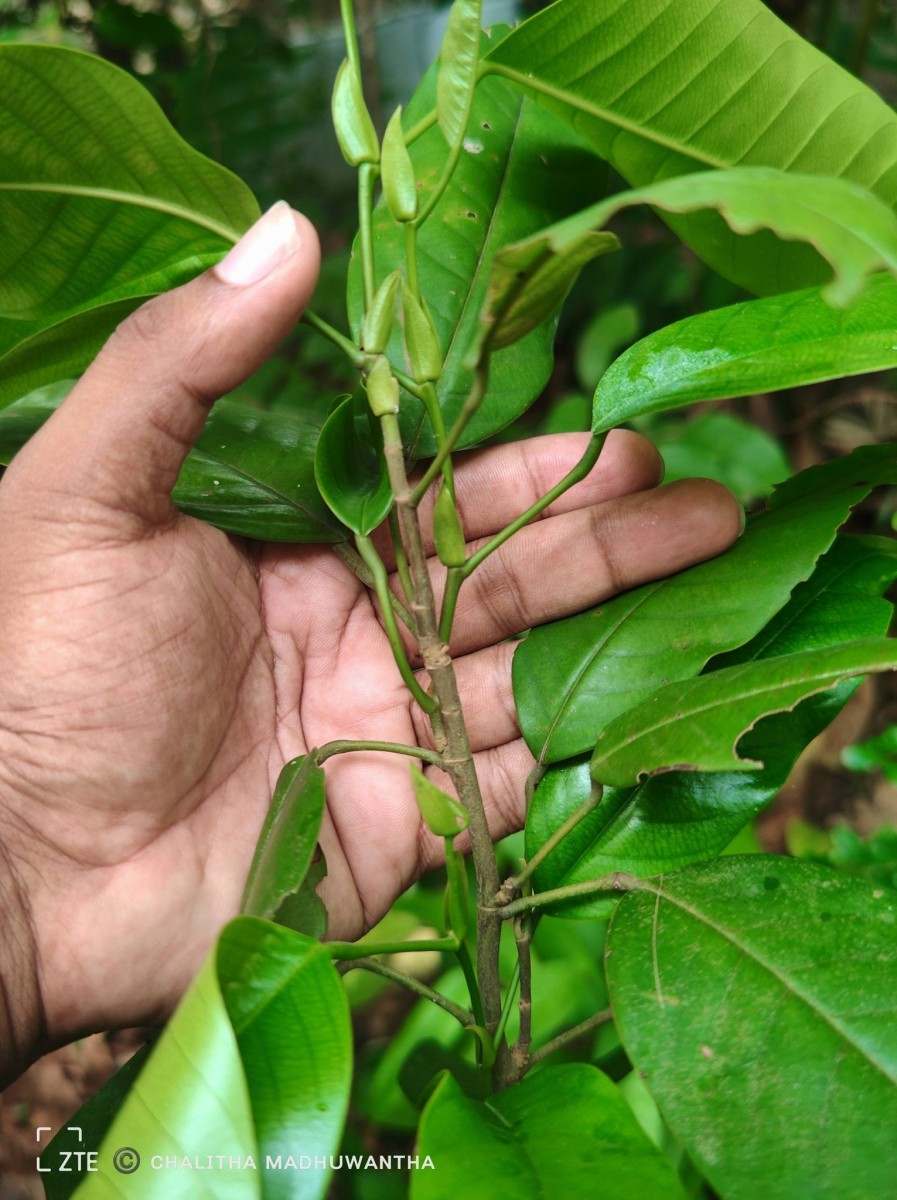Anthoshorea hulanidda (Kosterm.) P.S.Ashton & J.Heck. Kosterm.