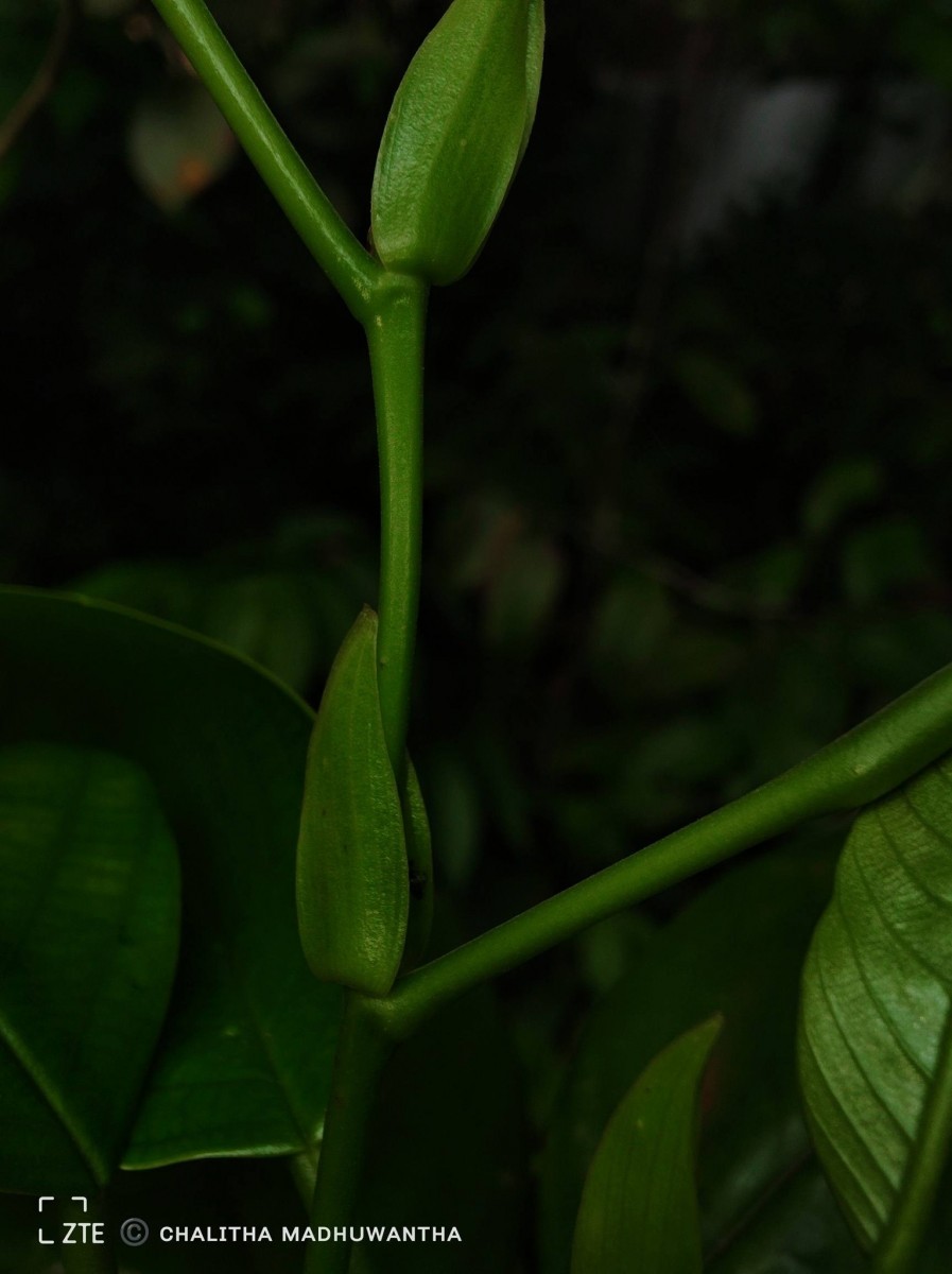 Anthoshorea hulanidda (Kosterm.) P.S.Ashton & J.Heck. Kosterm.