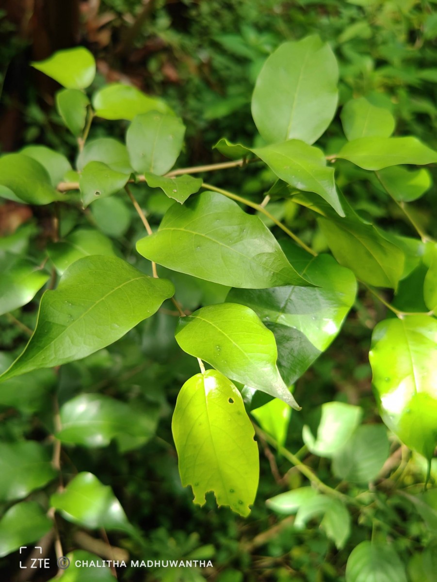Hopea brevipetiolaris (Thwaites ex Trimen) P.S.Ashton