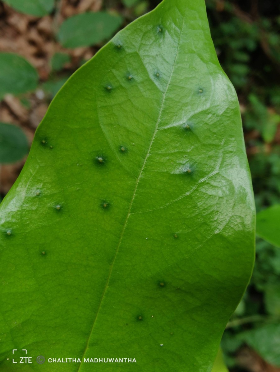 Hopea brevipetiolaris (Thwaites ex Trimen) P.S.Ashton