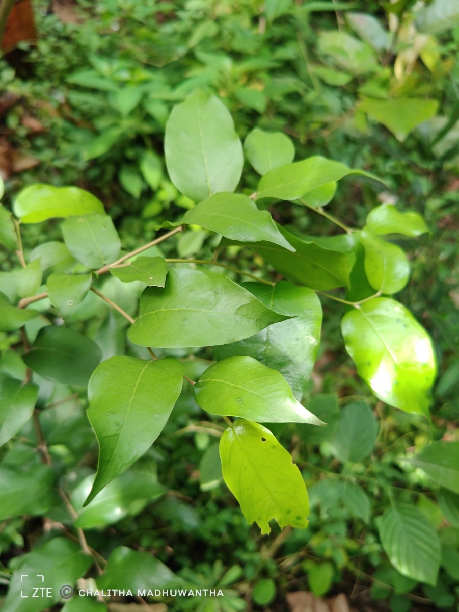 Hopea brevipetiolaris (Thwaites ex Trimen) P.S.Ashton