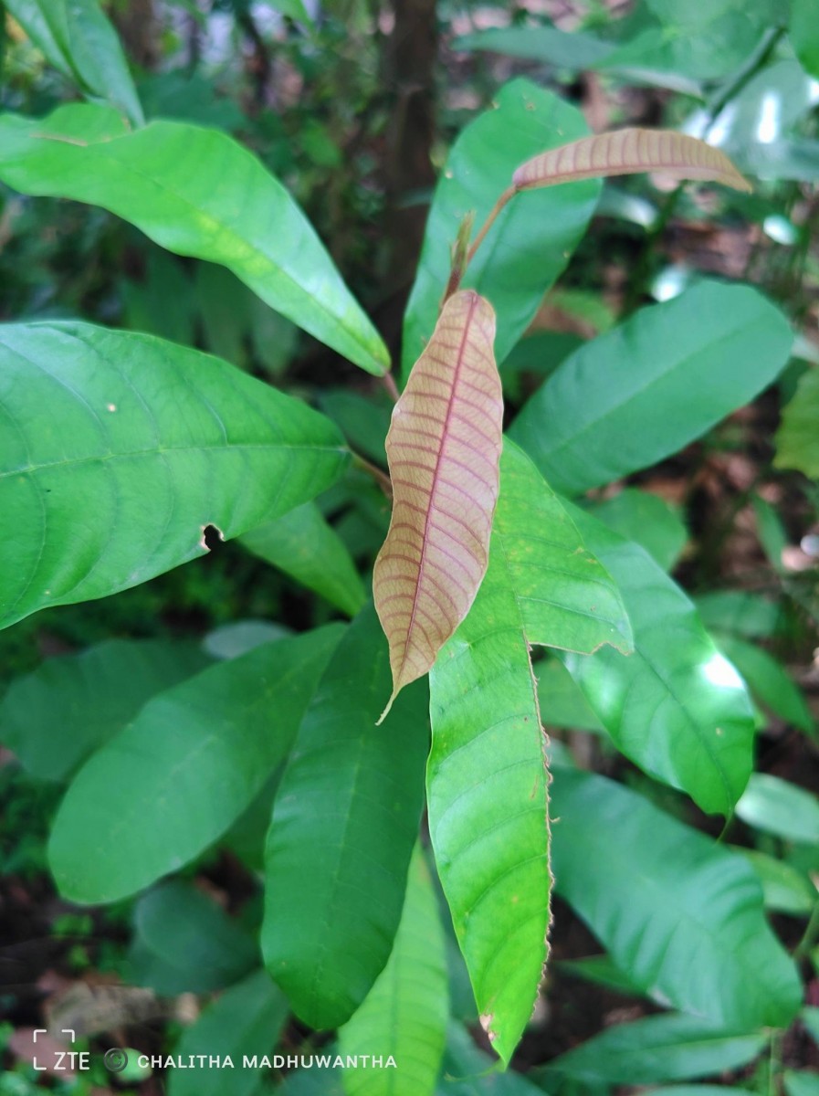 Vateria copallifera (Retz.) Alston