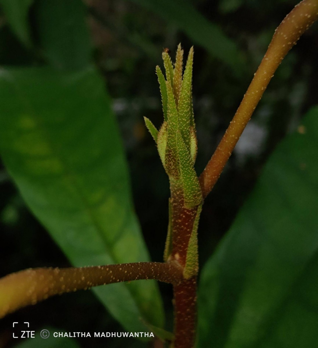 Vateria copallifera (Retz.) Alston