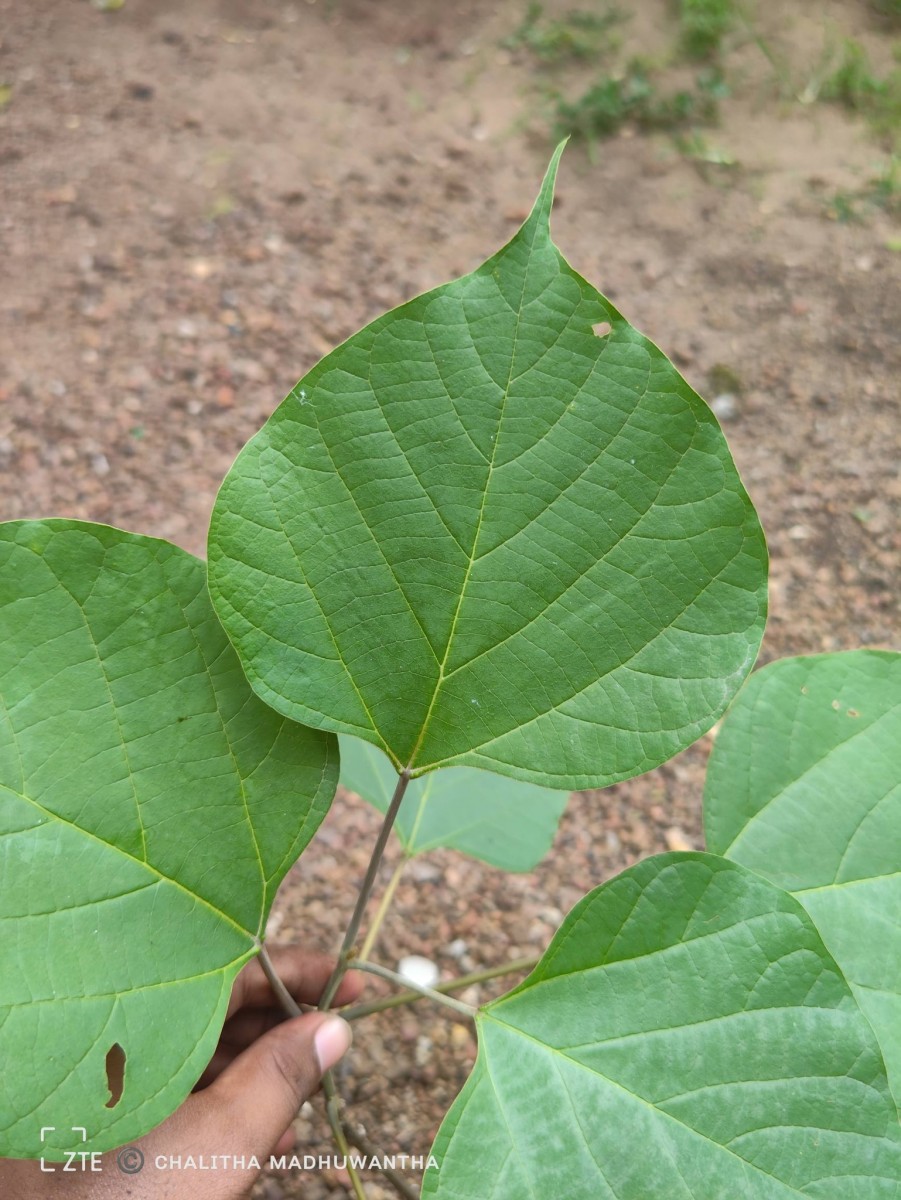 Gmelina arborea Roxb. ex Sm.